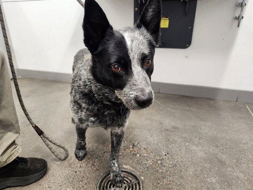 FERNI, an adoptable Queensland Heeler in Mesa, AZ