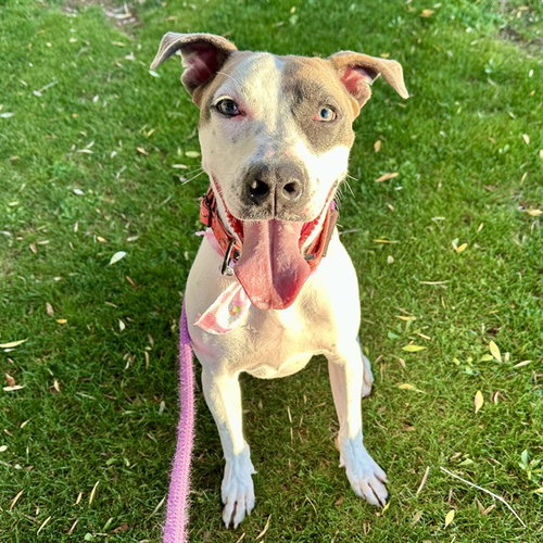ANNABELLE, an adoptable American Pit Bull Terrier in Mesa, AZ
