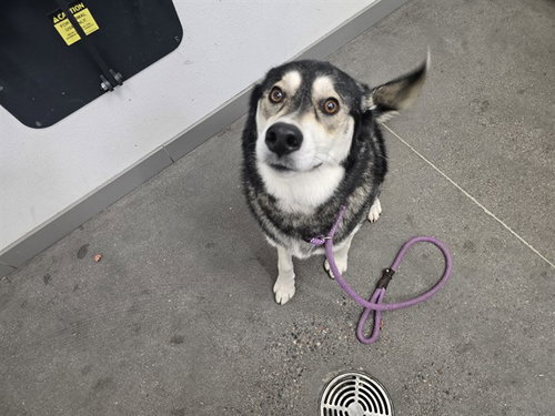CASCA KYRA, an adoptable Siberian Husky in Mesa, AZ