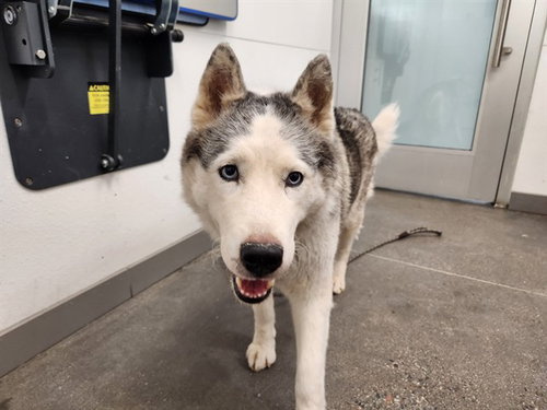 YARIS, an adoptable Alaskan Malamute in Mesa, AZ