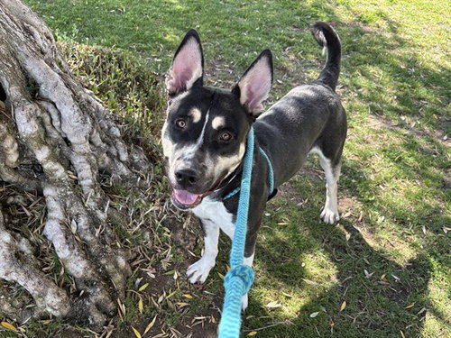 PERRY, an adoptable Siberian Husky in Mesa, AZ