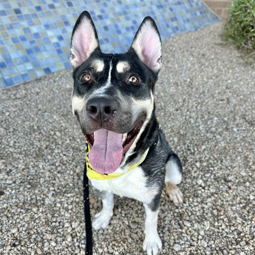 PERRY, an adoptable Siberian Husky in Mesa, AZ