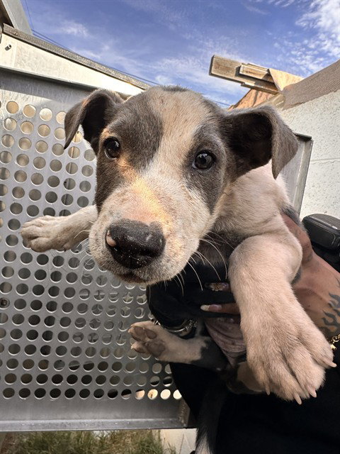 DUCKY, an adoptable Australian Cattle Dog in Mesa, AZ