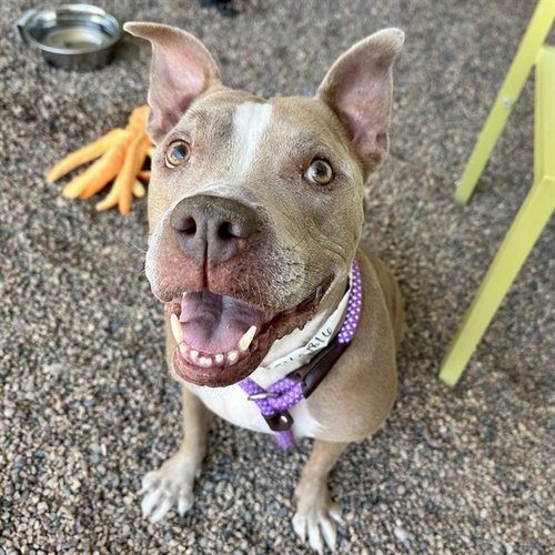 MAGGIE, an adoptable American Staffordshire Terrier in Mesa, AZ