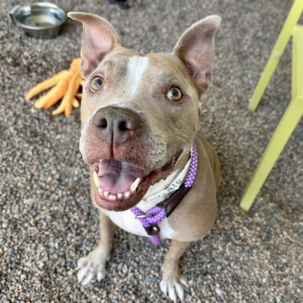 MAGGIE