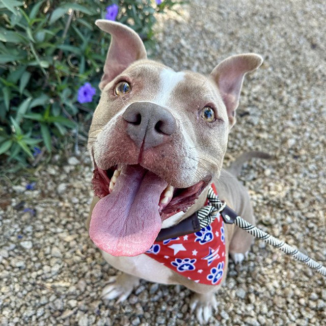MAGGIE