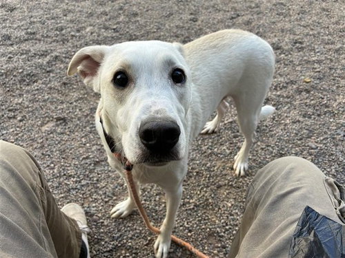 MAX, an adoptable Greyhound in Mesa, AZ
