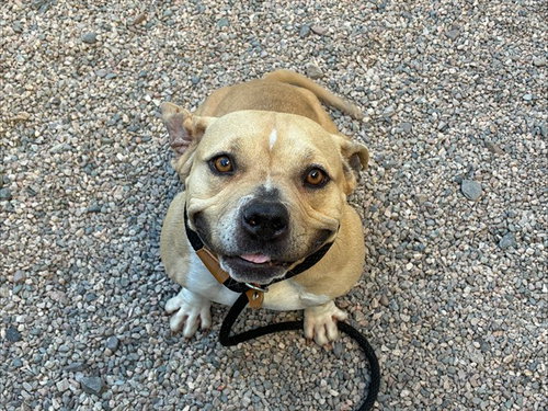 BUTTER BEAN, an adoptable American Pit Bull Terrier in Mesa, AZ
