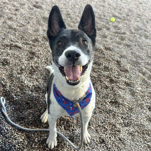 LEWIS, an adoptable Akita in Mesa, AZ