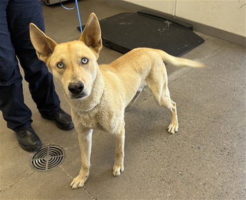 AMAZON, an adoptable Siberian Husky in Mesa, AZ