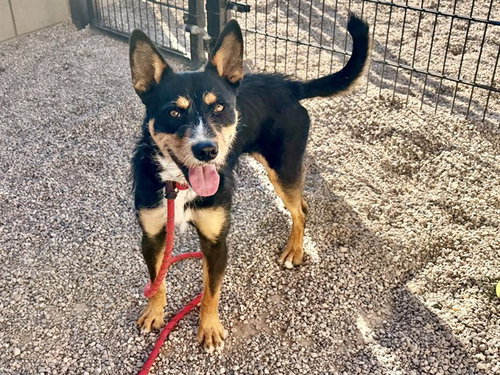 NEO, an adoptable German Shepherd Dog in Mesa, AZ