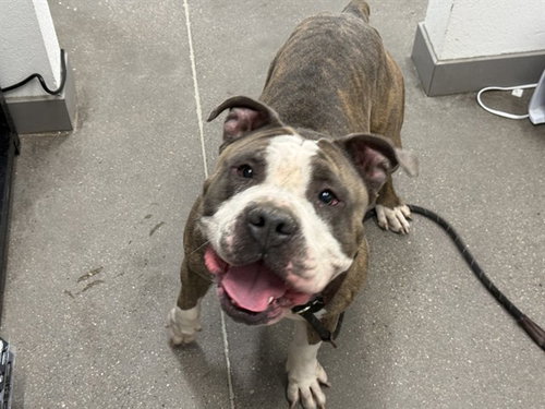 CASSANOVA, an adoptable American Bulldog in Mesa, AZ
