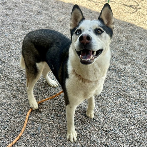 DARCY, an adoptable Siberian Husky in Mesa, AZ