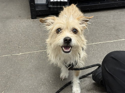 ROCKY, an adoptable Cairn Terrier in Mesa, AZ
