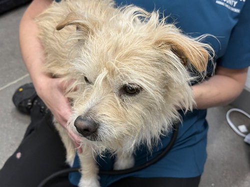OSO, an adoptable Cairn Terrier in Mesa, AZ