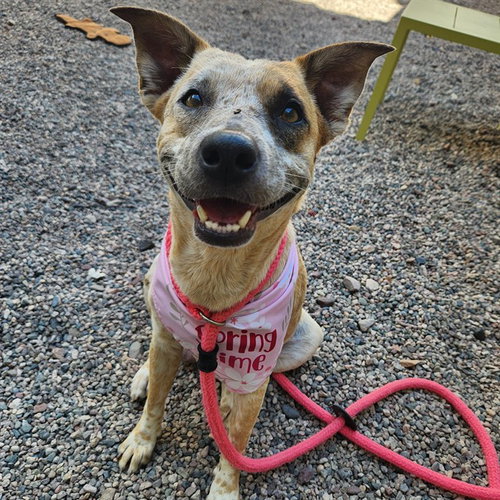HONEY BUN, an adoptable Queensland Heeler in Mesa, AZ