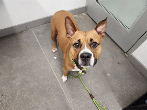 TUSA, an adoptable Staffordshire Bull Terrier in Mesa, AZ
