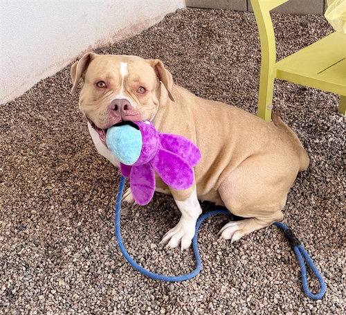 CHLOE, an adoptable American Pit Bull Terrier in Mesa, AZ