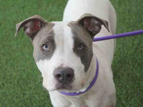 SILVER, an adoptable American Pit Bull Terrier in Mesa, AZ