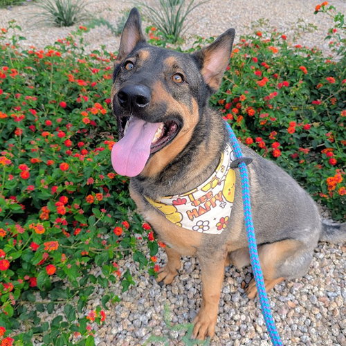 MR GREEN, an adoptable German Shepherd Dog in Mesa, AZ