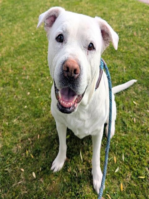 MARABELLE, an adoptable Mastiff in Mesa, AZ