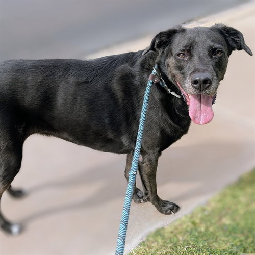 BELLA, an adoptable Labrador Retriever in Mesa, AZ