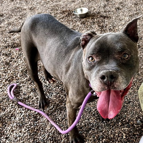 SLATE, an adoptable American Pit Bull Terrier in Mesa, AZ