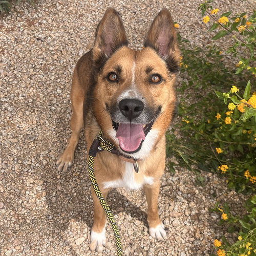 TAZ, an adoptable Australian Cattle Dog in Mesa, AZ