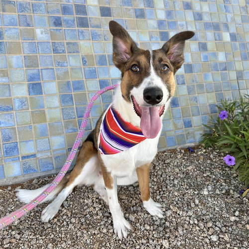 PENNY, an adoptable Australian Cattle Dog in Mesa, AZ