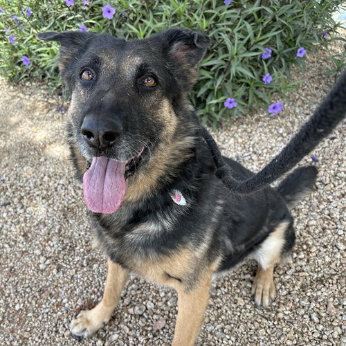 CEDRIC, an adoptable German Shepherd Dog in Mesa, AZ