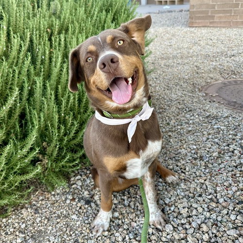 FRITZ, an adoptable Border Collie in Mesa, AZ