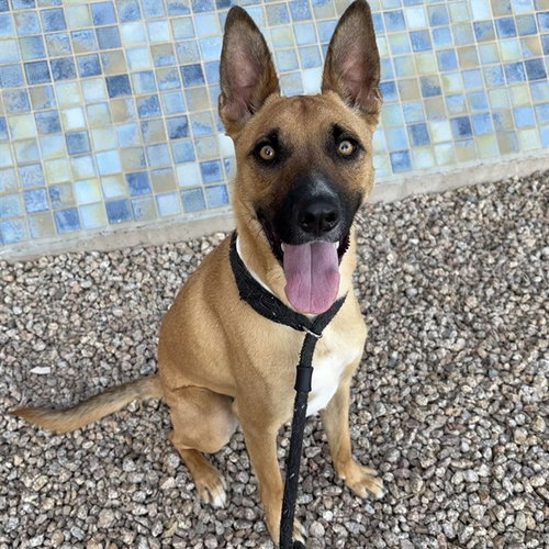 SAPPHIRE, an adoptable German Shepherd Dog in Mesa, AZ