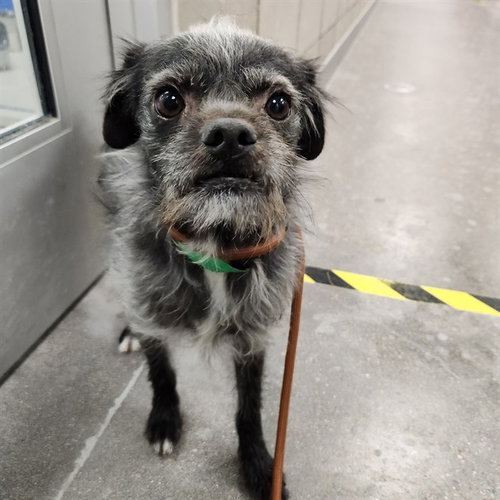 SLICK, an adoptable Border Terrier in Mesa, AZ