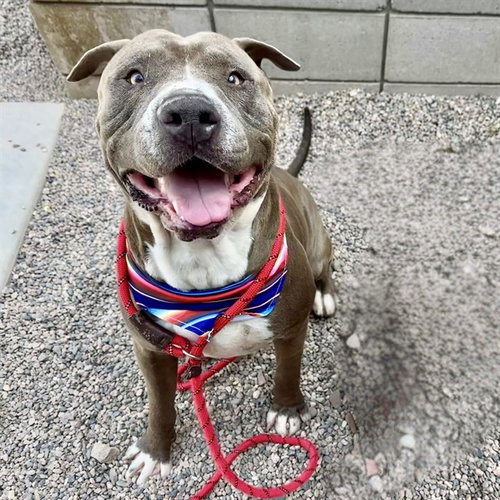 BEAR, an adoptable American Pit Bull Terrier in Mesa, AZ