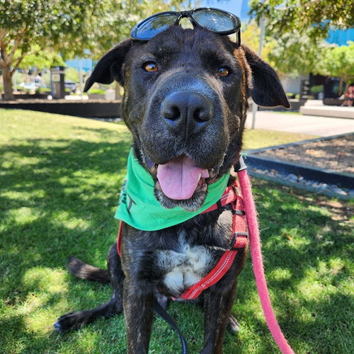 ORION, an adoptable Labrador Retriever in Mesa, AZ