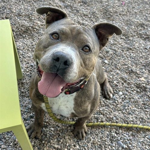 HAMMER TIME, an adoptable American Pit Bull Terrier in Mesa, AZ