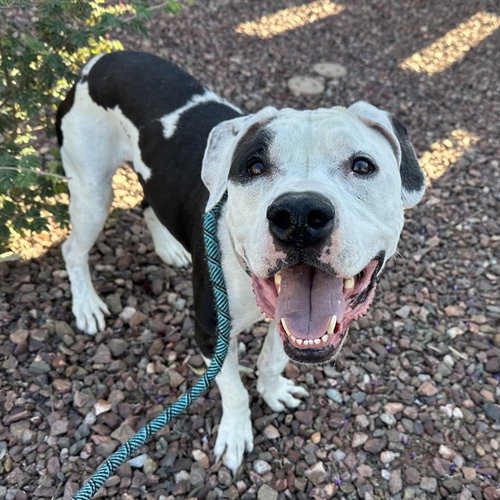 GILBERT, an adoptable Staffordshire Bull Terrier in Mesa, AZ