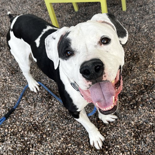 GILBERT, an adoptable Staffordshire Bull Terrier in Mesa, AZ