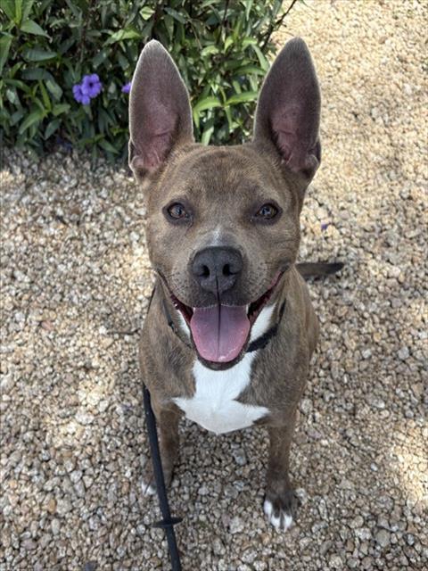 AVRIL, an adoptable American Pit Bull Terrier in Mesa, AZ
