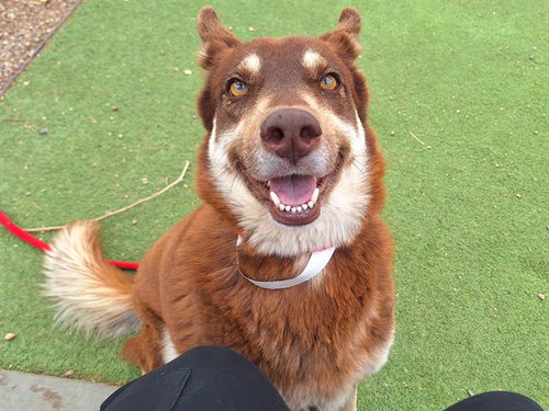 SUNI, an adoptable Siberian Husky in Mesa, AZ