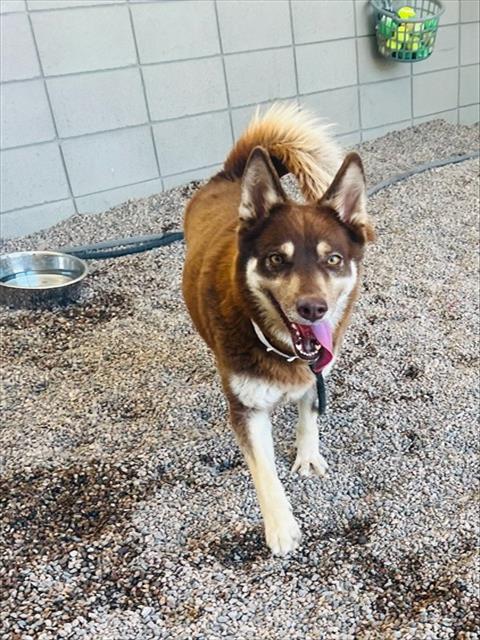 SUNI, an adoptable Siberian Husky in Mesa, AZ