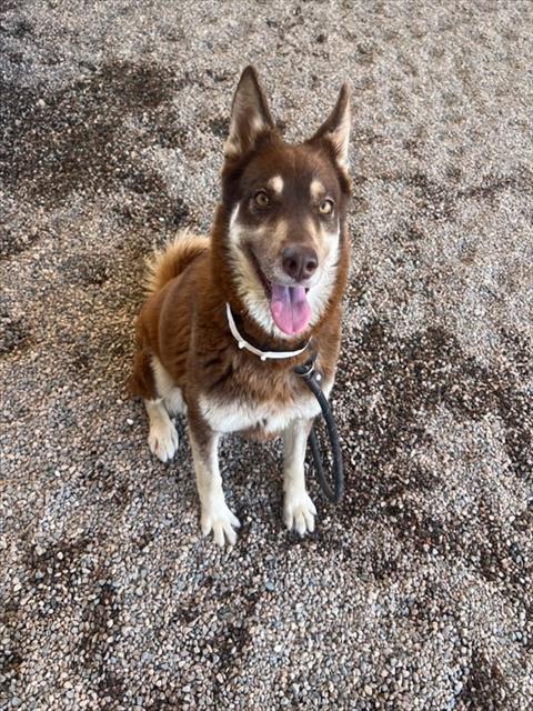 SUNI, an adoptable Siberian Husky in Mesa, AZ