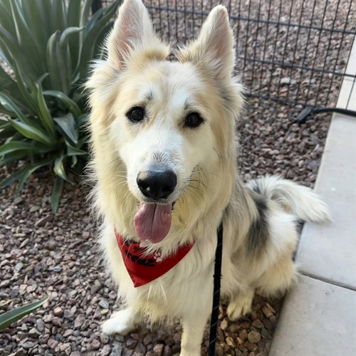 RICO, an adoptable German Shepherd Dog in Mesa, AZ