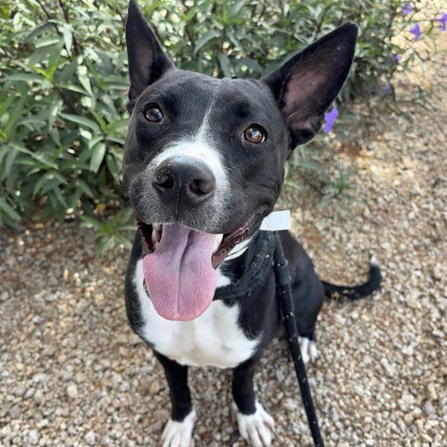 PEPPER, an adoptable Labrador Retriever in Mesa, AZ