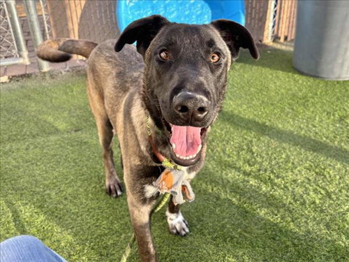 CASH, an adoptable Belgian Shepherd Malinois in Mesa, AZ