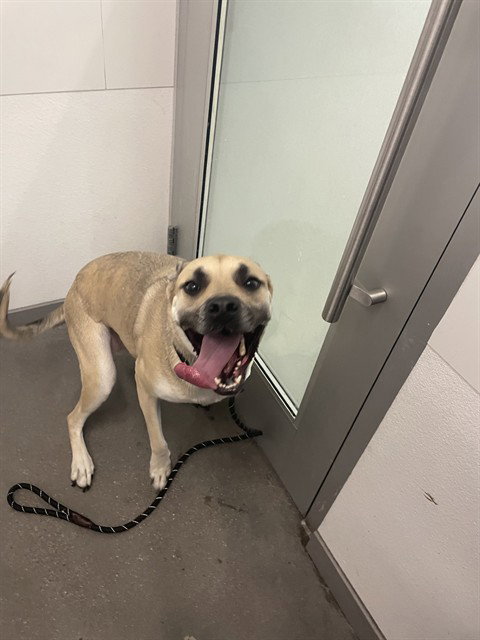 MOANA, an adoptable Black Mouth Cur in Mesa, AZ