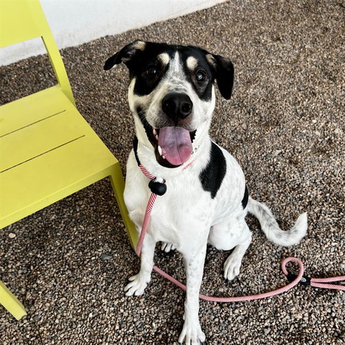 BELLA, an adoptable German Shorthaired Pointer in Mesa, AZ