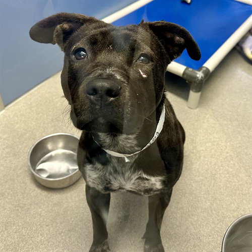 ALLIE, an adoptable American Pit Bull Terrier in Mesa, AZ
