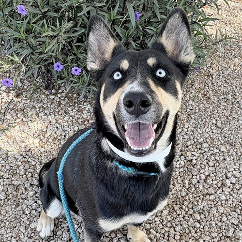 SURYA, an adoptable Australian Kelpie in Mesa, AZ