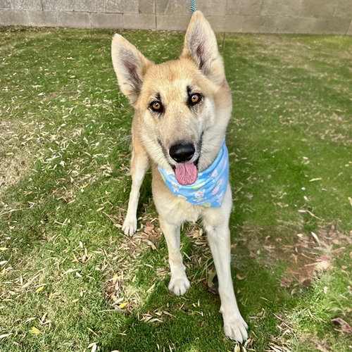HUGHIE, an adoptable German Shepherd Dog in Mesa, AZ